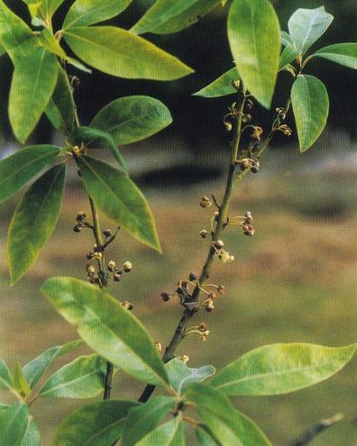 Piper longum seeds Long pepper seeds